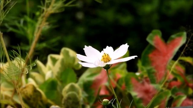 ОЧЕНЬ КРАСИВАЯ РАССЛАБЛЯЮЩАЯ МУЗЫКА ДЛЯ ДУШИ УСПОКАИВАЮЩАЯ МУЗЫКА ДЛЯ СНА