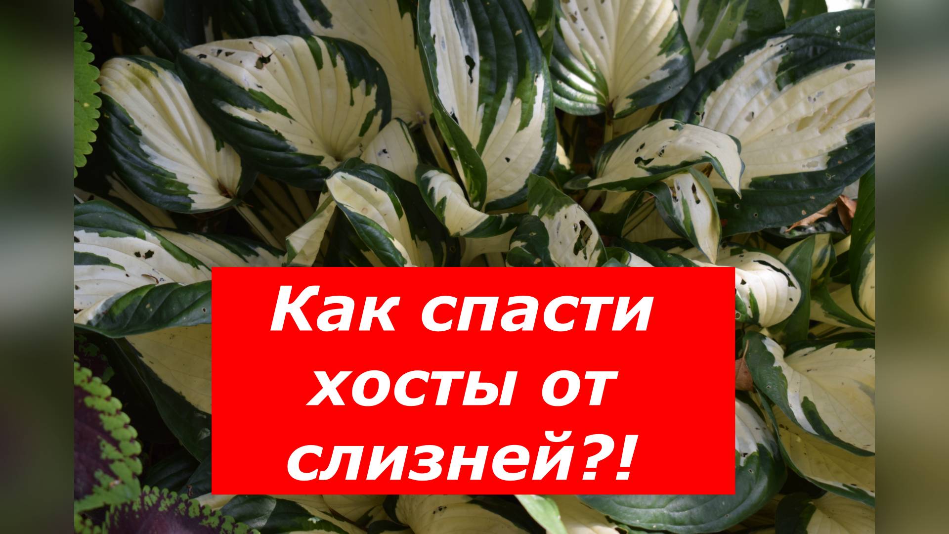 Нашатырь против слизней на хостах