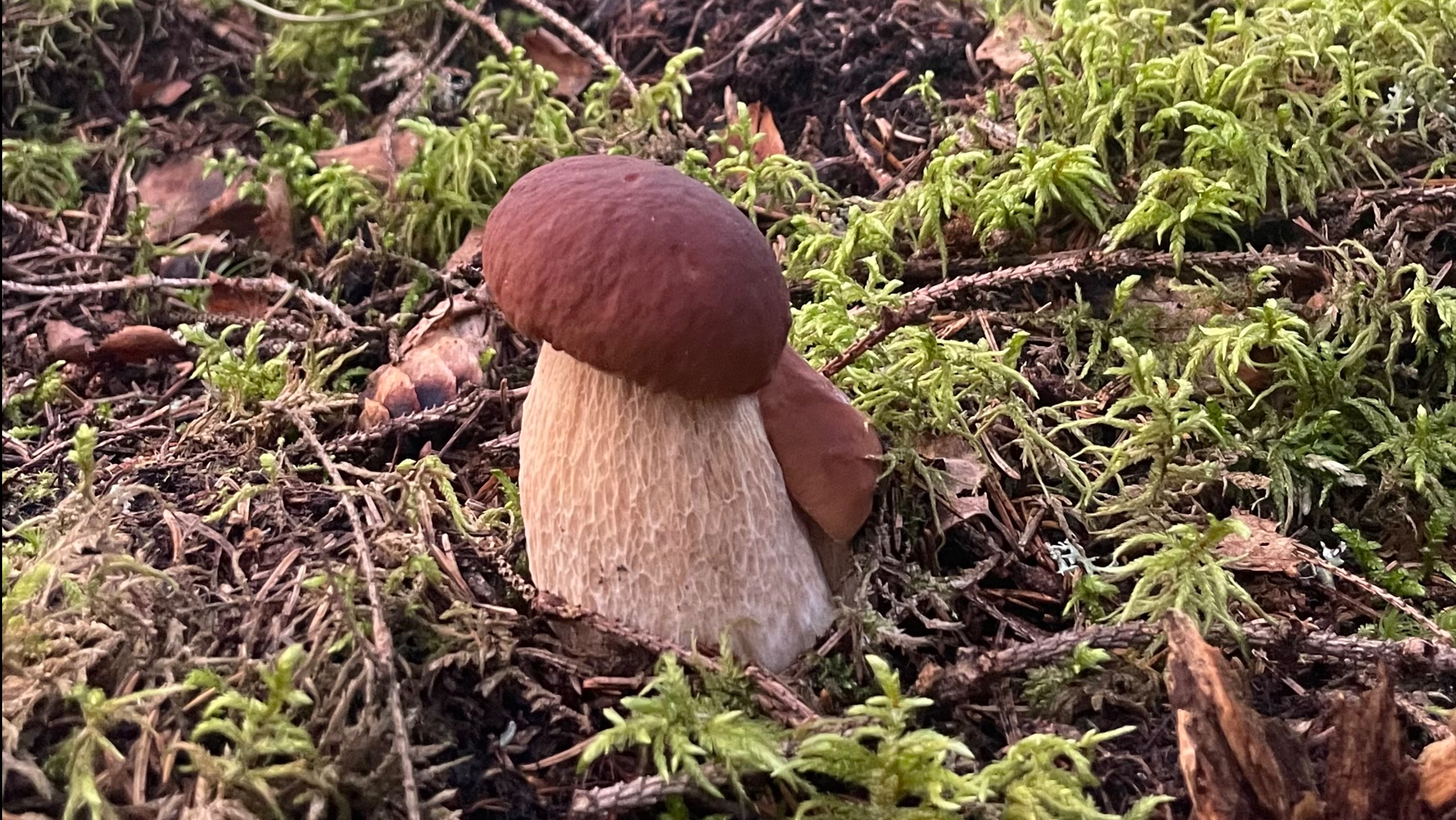 Собираем белые грибы. Август. Тверская область.