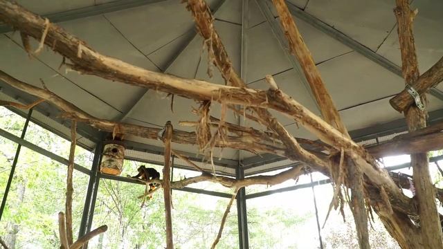 (20.08.2025) Новая пара образовалась в зооцентре “Питон”