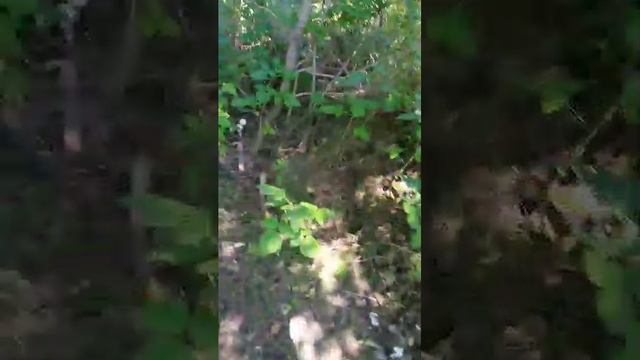 не известный лес гренни
