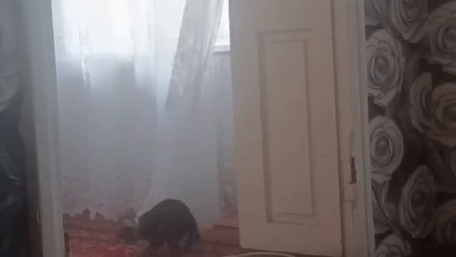 Официально я. ЛЕНТЯЙКА