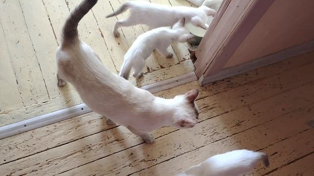Разборки котят и кошек, кто главнее?