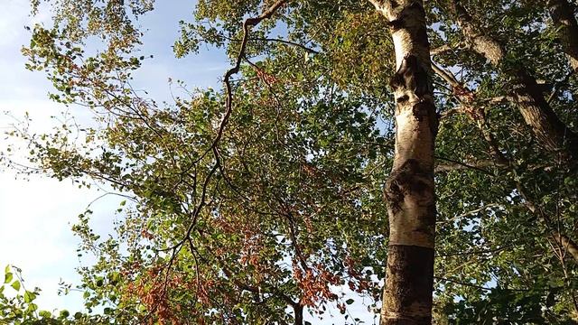 Королевская охота