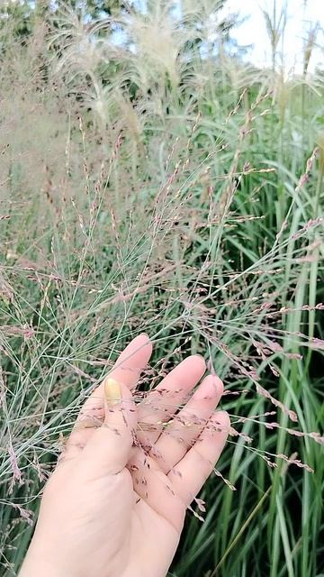 Просо прутьевидное ХЭВИ МЕТАЛ. Многолетний злак.