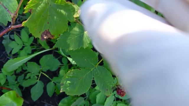 Ежевика не зреет.