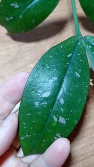 Хойя Лобби Крем.