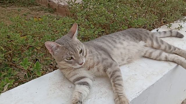 Я поехал в египет