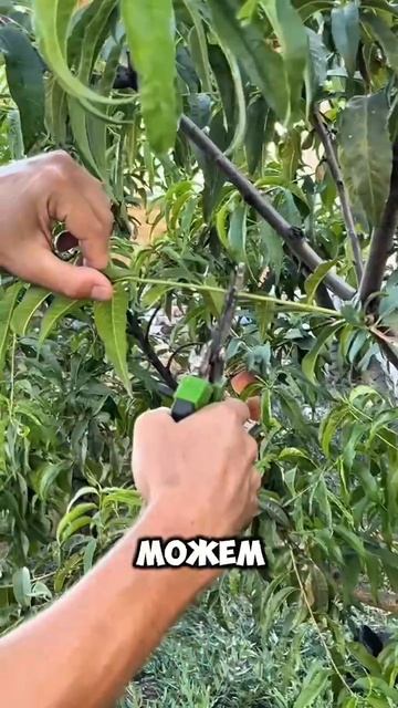 Обрезка персика на плодовое звено!