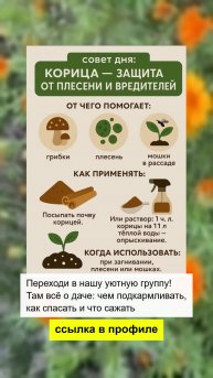 Корица - защита от плесени и вредителей