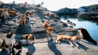 🐱 Остров кошек Тасиро: где люди гости, а коты правят миром 🌊