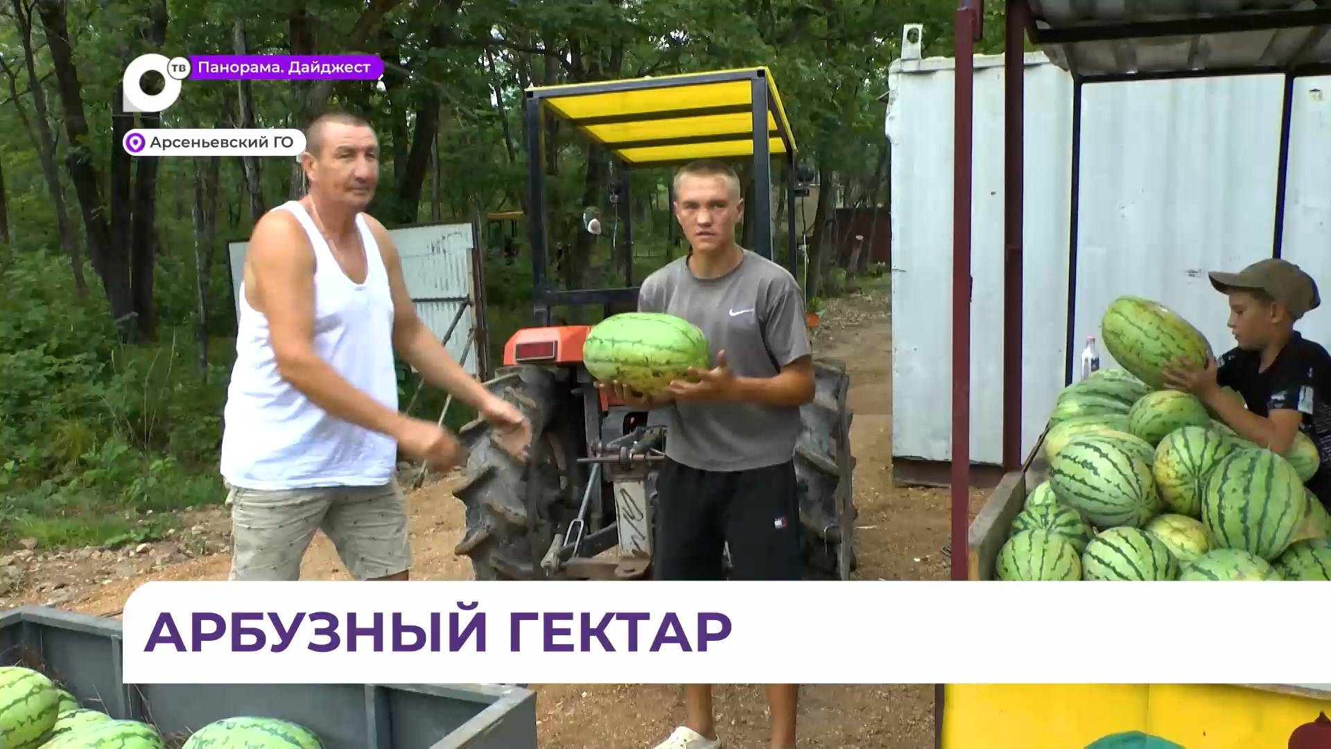 Семья Владимировых из Старогордеевки успешно развивает свой арбузный гектар