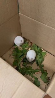 🐹В Балашихе в одном из ЖК кто-то выбросил очаровательных хомячков в подъезд🐹