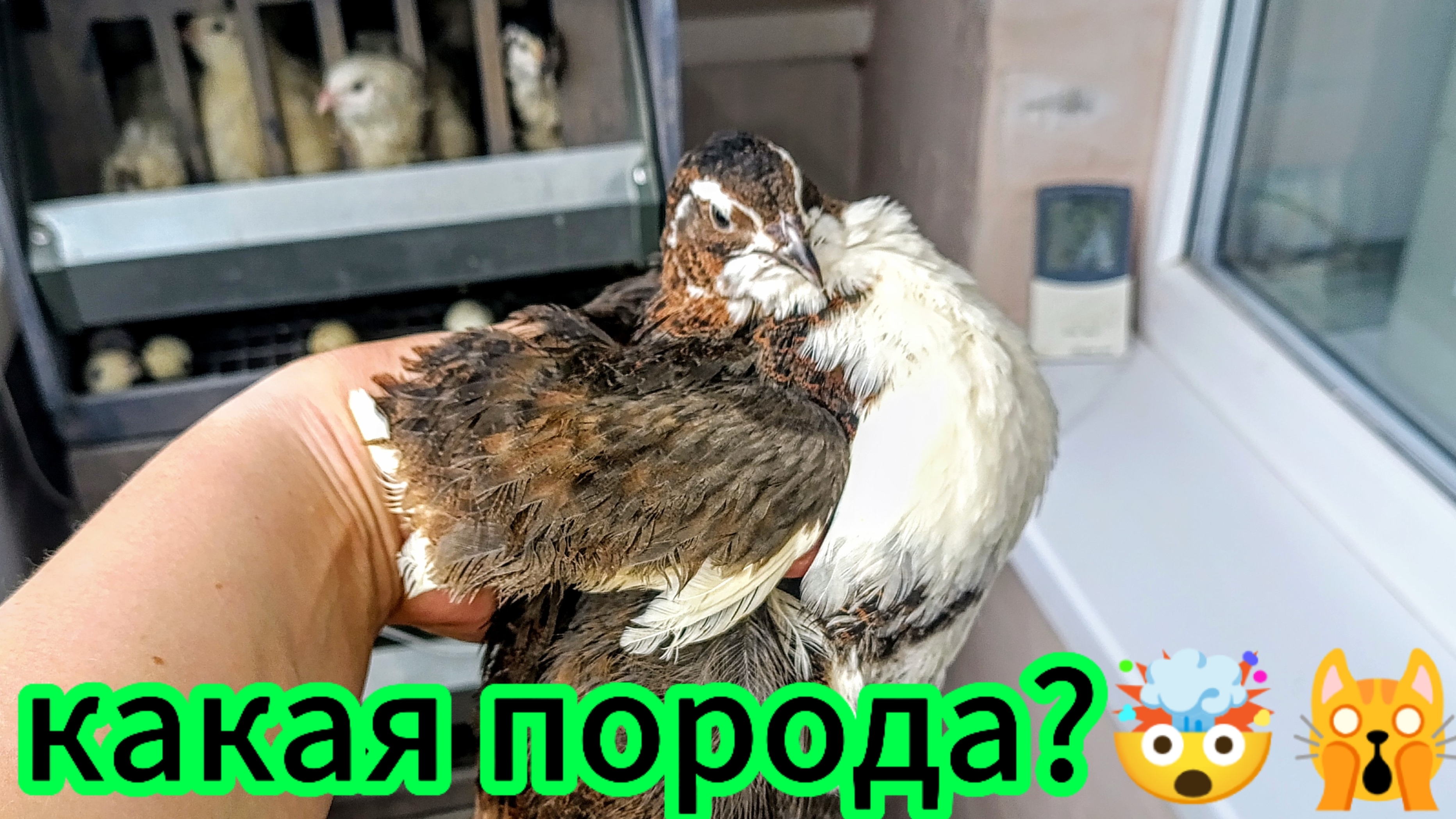 Перепела на балконе😊бройлеры в квартире😅