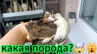 Перепела на балконе😊бройлеры в квартире😅
