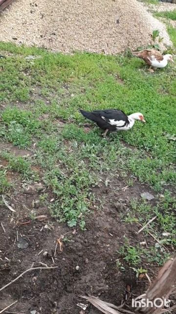 Дом и двор.Сборник интересных моментов на эту тему.Фильм2.Серия3.Часть6.mp4