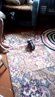 чисто чихуа хуа у моей двоюродной сестры