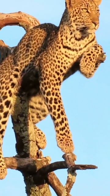 Посмотрите какой Я красавец 🐆