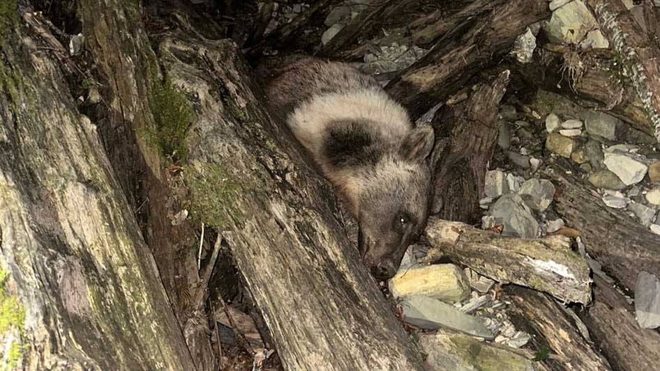 В Сочинском нацпарке задержали браконьера