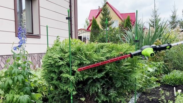 Стрижка шаровидной туи