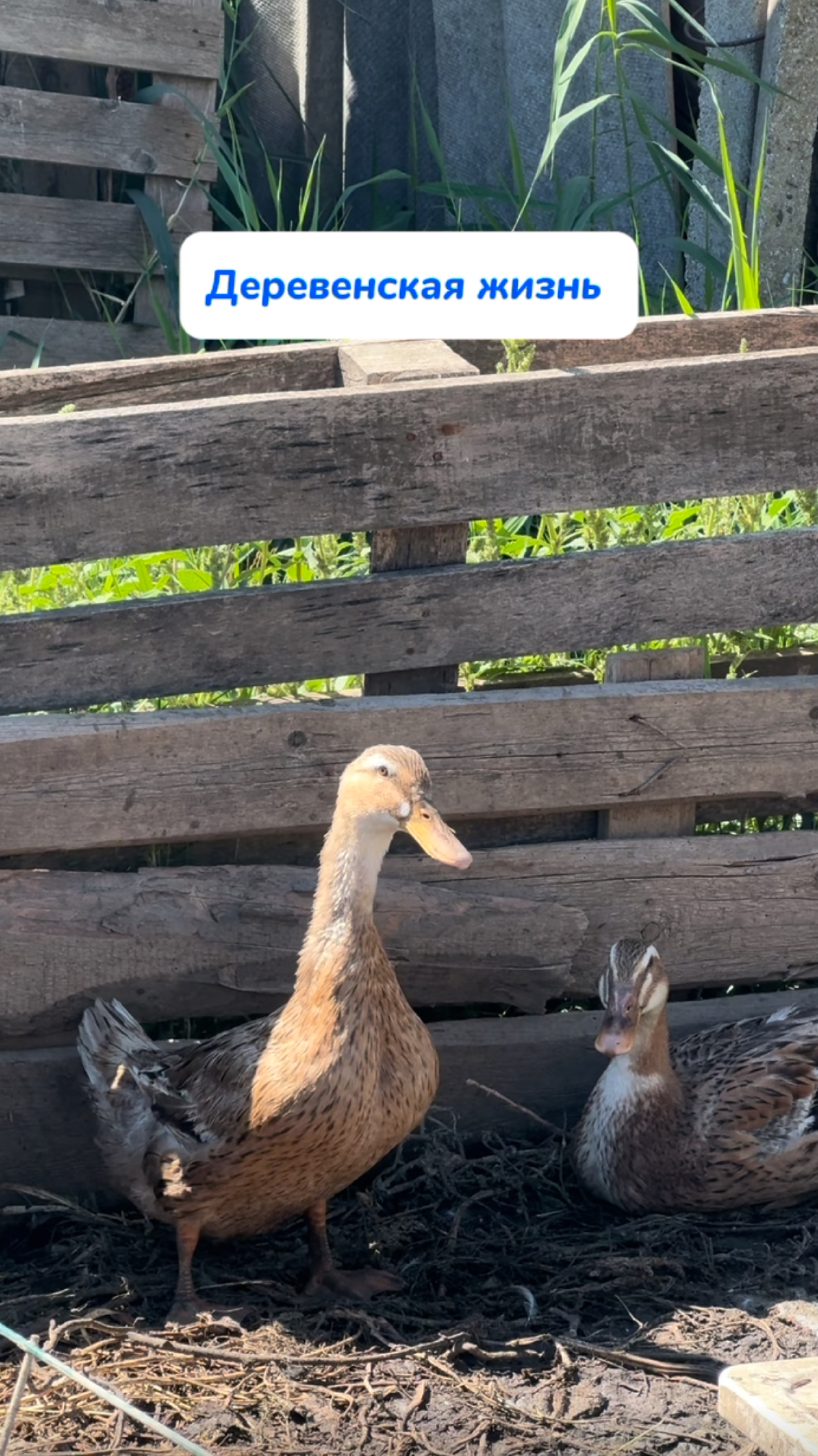 wb: #313747509ozon: #1833170870Удобный дозатор – никаких пипеток! #отращиваюброви #средстводлябров