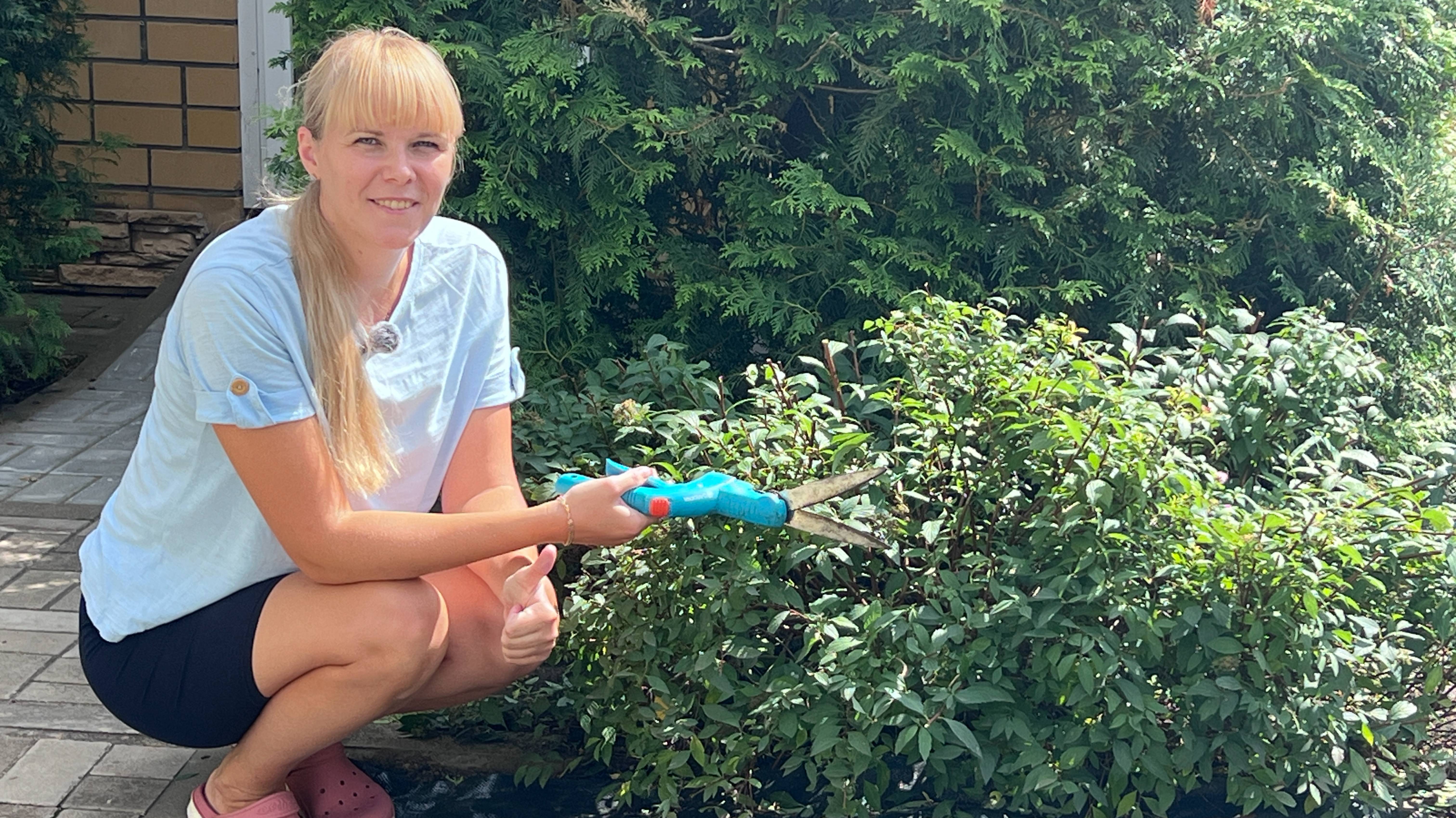 Спирея японская. Летняя обрезка