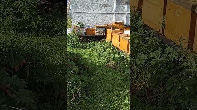 Захват осами улья #ОсыВСетях #НападениеОс #УлейПодАтакой #ПчёлыПротивОс #ОсыВУлье #СпасениеПчёл