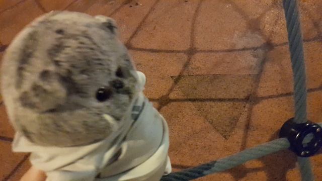 Вечерняя прогулка с басиком Пухлей
ЧАСТЬ 1