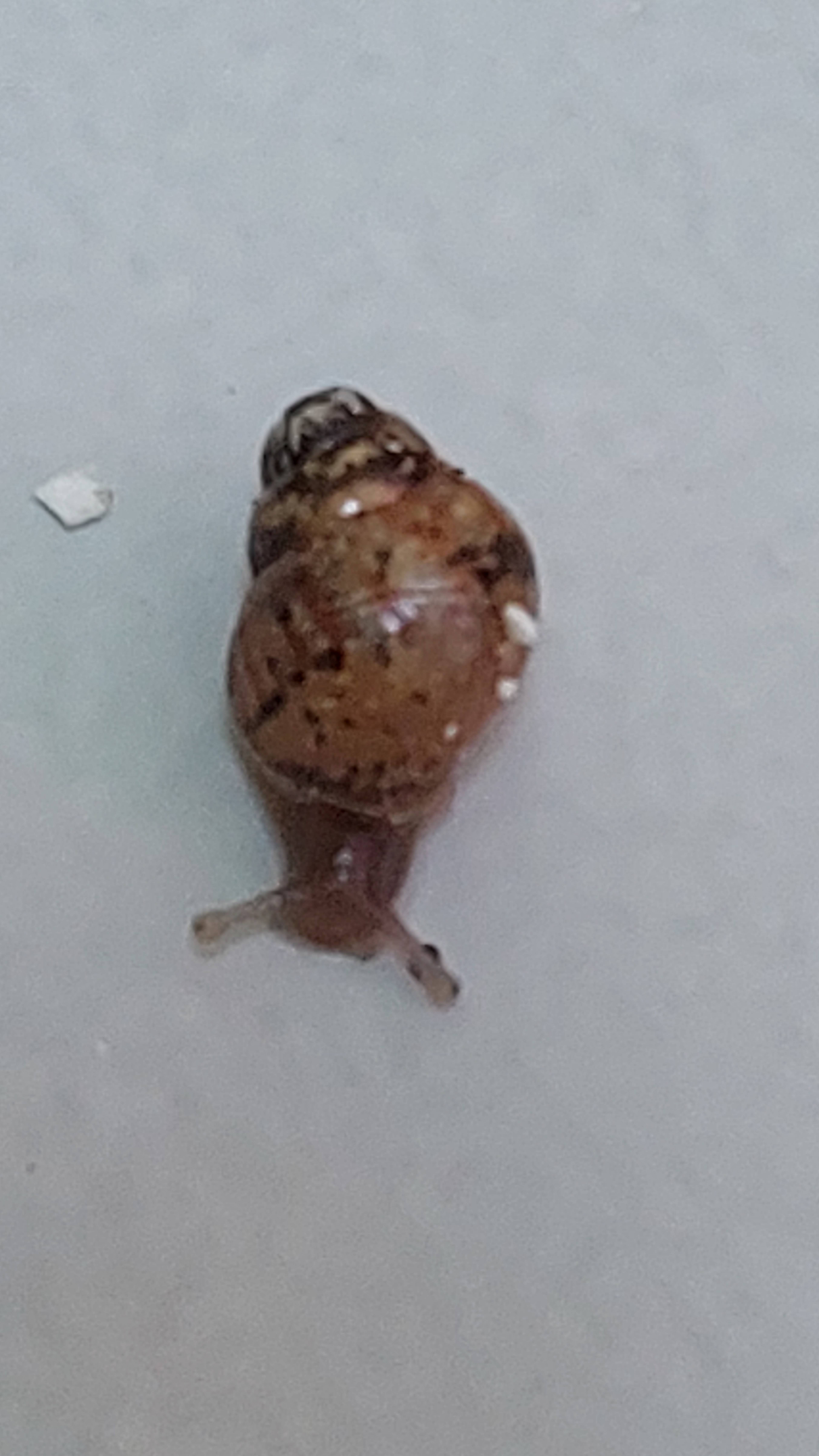 Георгий🐌😎