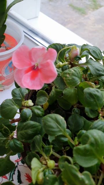 с.Берёзовка.☔️Дождь в деревне.🌧