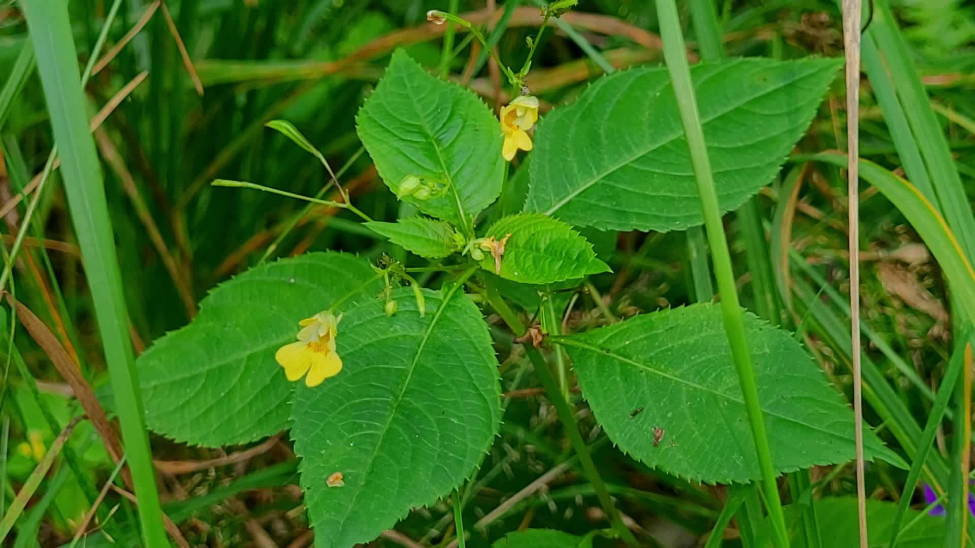 Невероятно красивая музыка для расслабления,сна и спокойствия нервной системы