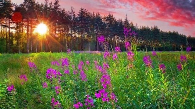 Иван-чай (клип)