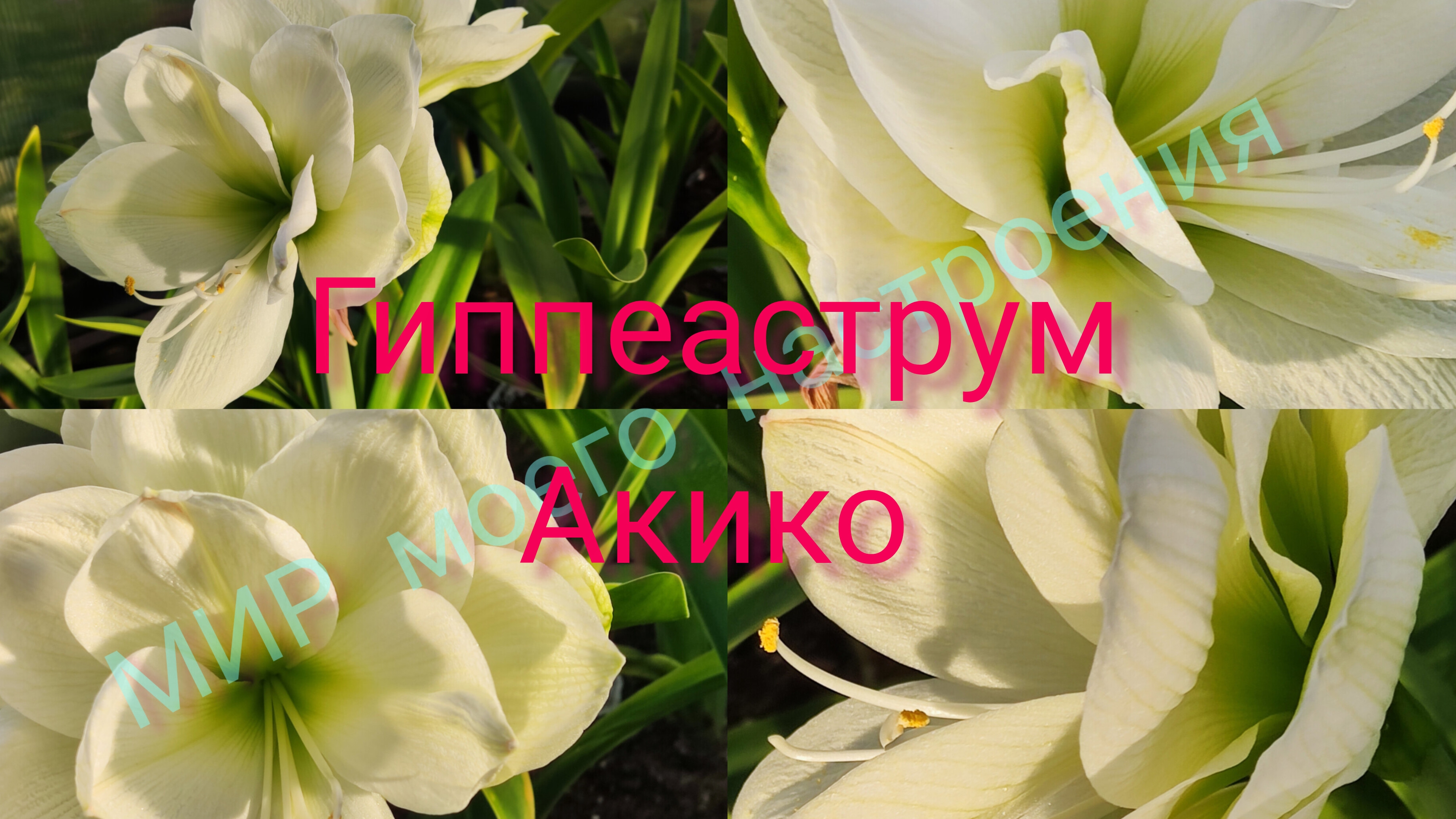 16.08.25 Дача.Гиппеаструм Акико