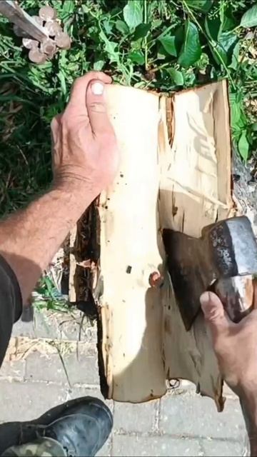 короед в деле