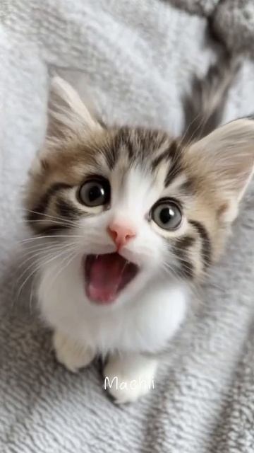 милый котёнок который поёт