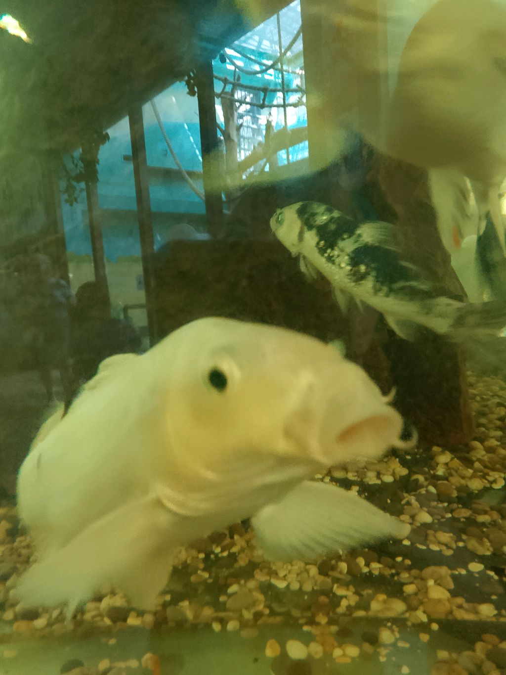 заходите играем