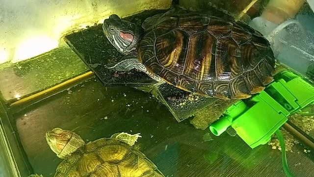 Красноухая черепаха 22-08-2025 день