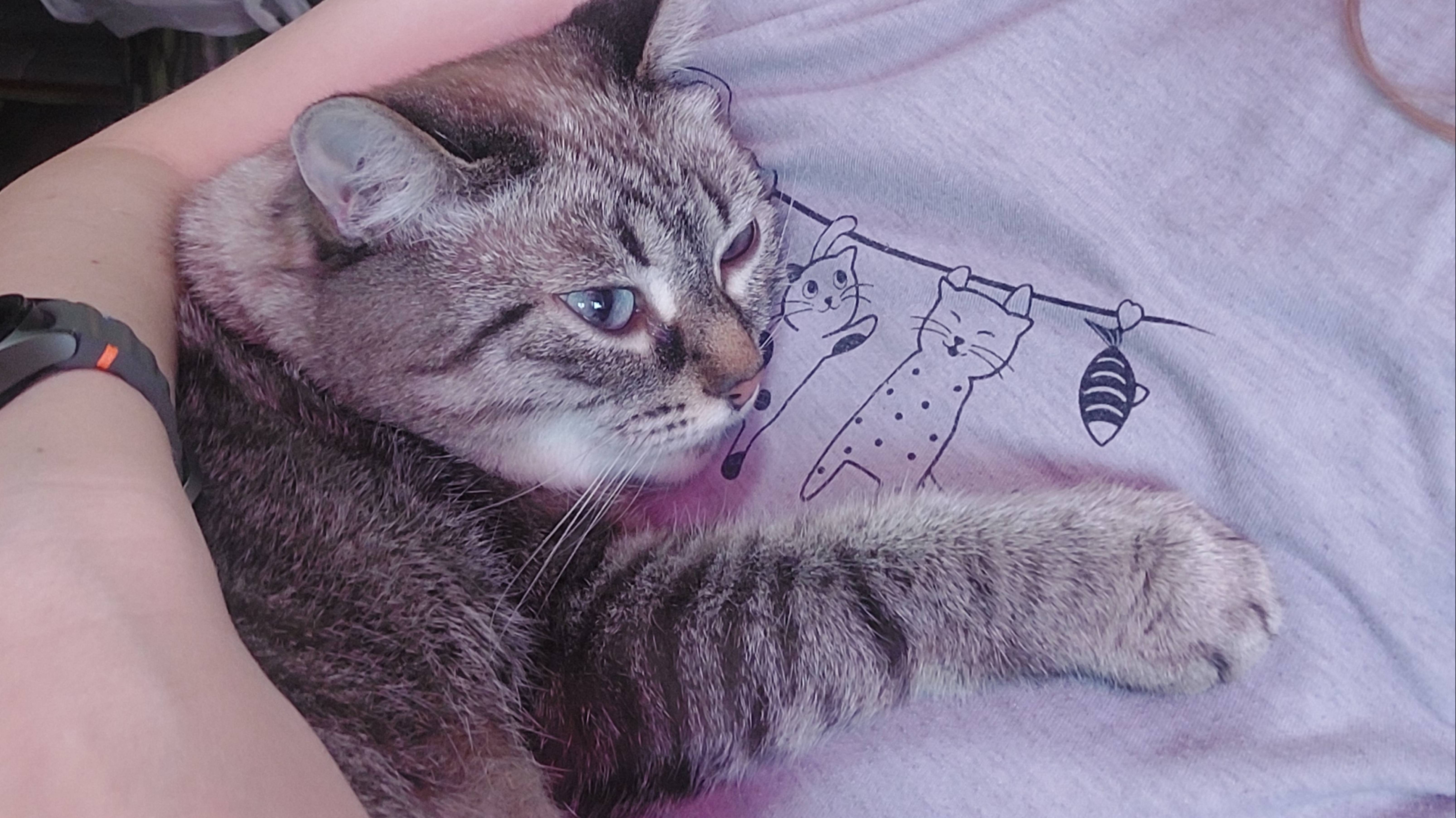 Кошечка Бося! Наша любимая и ласковая красавица🥰🥰🥰