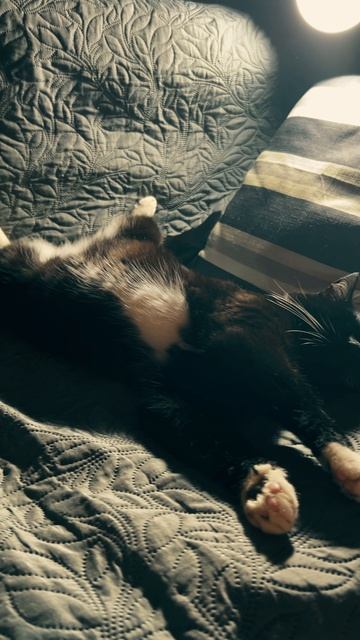 Кошка Ночка #кошка #эдит #ночь #фонк #домашнийпитомец #монтаж