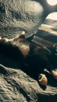 Кошка Ночка #кошка #эдит #ночь #фонк #домашнийпитомец #монтаж