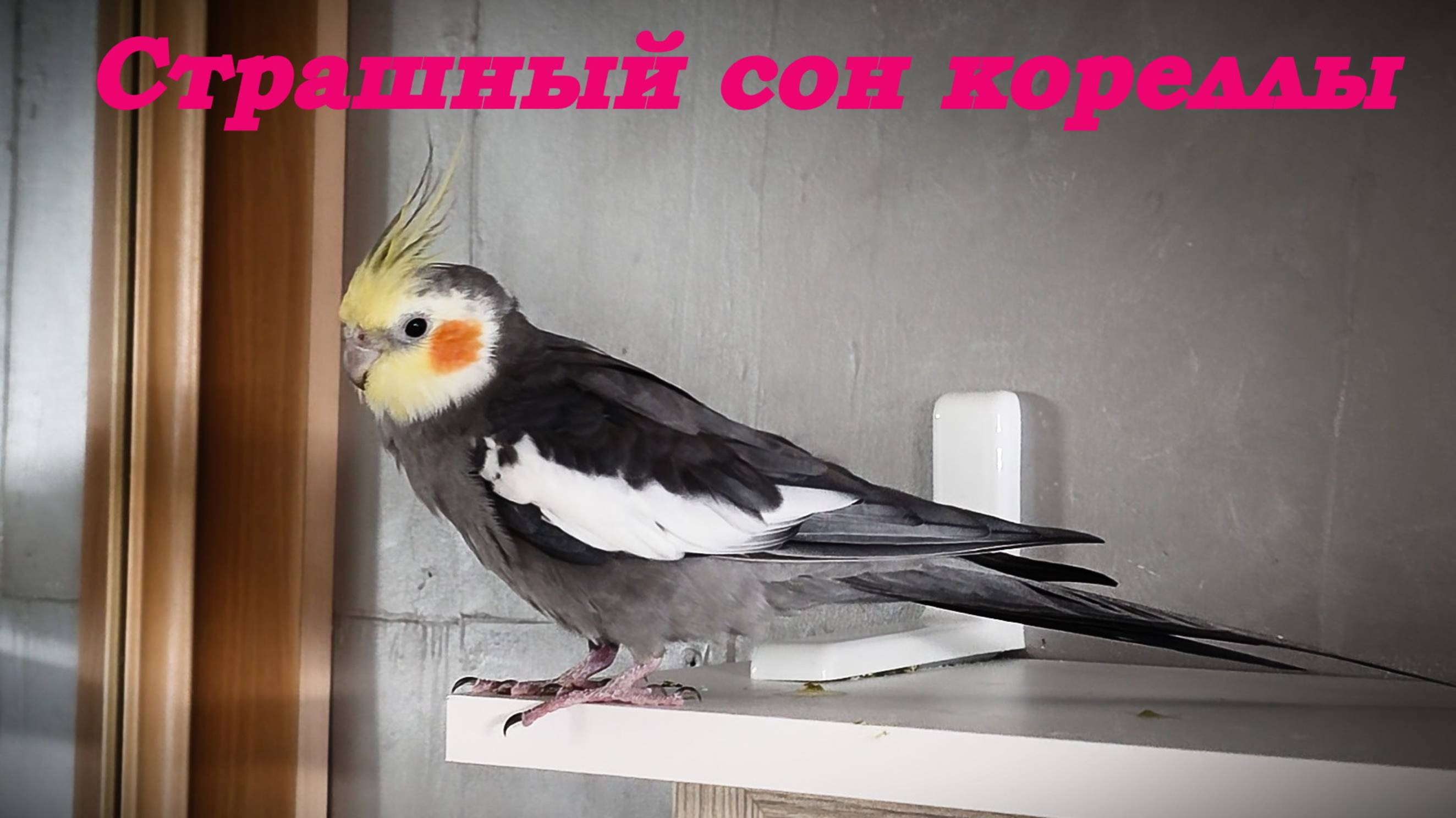 Страшный сон попугайчика кореллы