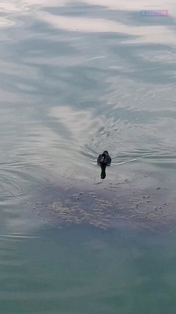 Природа краски акварельные взяла... #живойзвук /Воронежское водохранилище/