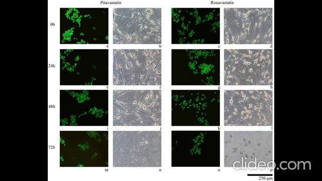Розувастатин и артрит: новая надежда или скрытые риски?