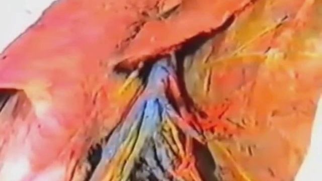 ТОПОГРАФИЧЕСКАЯ АНАТОМИЯ ПОДМЫШЕЧНОЙ ОБЛАСТИ