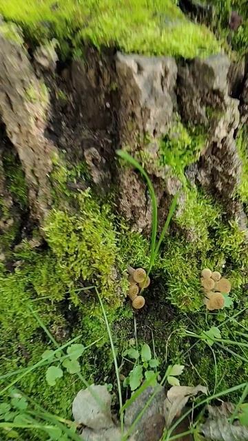 Грибы опята растут на деревьях и пнях