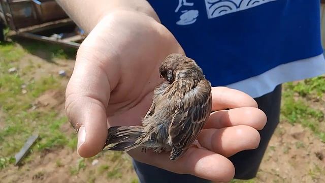 махонький воробушек 😍🤩