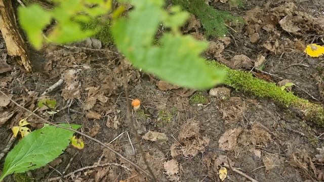 Красные малыши начали вылезать)))