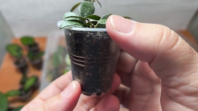 Проверяю укоренение черенков хой спустя 3 недели, что укоренилось что нет. 15.08.25.