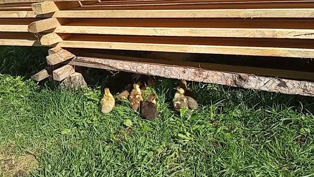 Дом у озера. Утка впервые вывела утят гулять. 23.08.2025.