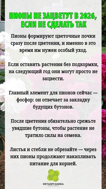 Пионы не зацветут в 2026, если не сделать так
